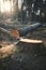 Logging in the commercial forest in Czech republic. Log trunks pile of larch.