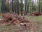 Logging. Felled tree branches are heaped in a pine forest in summer. Tree stump. Mobile photo