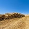 Logging on the fields in Italy