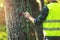 logging industry - forestry engineer marking tree trunk with spray for cutting in deforestation process
