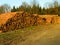 Logging, large stacks of logs. forest attacked from bark bettle