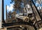 Logging machine on burnt pine forest