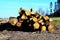 Logging in the mountains, wooden logs on the edge of the forest