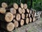 Logging Operation. Pile of Logs.