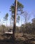 Logging in Pine