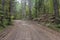 Logging road in Northern Wisconsin