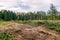 Logging site. Panorama of the felling site and traces of logging equipment