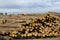 Logging Timber Forestry Industry