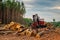 Logging trees with crane for timber and firewood