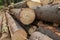 Logging trunk pine rough bark end logs building material background many trees