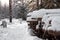 Logging wood in winter forest landscape pine