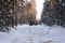 Logging wood in winter forest landscape pine