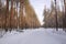 Logging wood in winter forest landscape pine