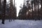 Logging wood in winter forest landscape pine