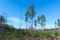 Logging with young pine saplings