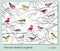 Logic puzzle game for children and adults. Find two identical songbirds. Page for kids brain teaser book. Memory exercises for