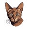 Logo Havana Brown Cat On Isolated Tansparent Background, Png. Generative AI