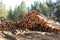 Logpile in the National Forest