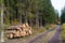 Logpile by roadside in fall season