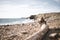 Logs on the beach, Bretagne.