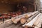 Logs, boards and wood on the sawmill. Wood harvesting, Woodworking industry