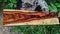 Logs of Burmese rosewood, Exotic cocobolo wood beautiful pattern For Crafts