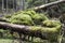 Logs covered with moss