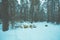 Logs covered with snow lie in the forest