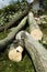 Logs Cut from Fallen Tree