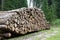 Logs cut by loggers in the mountains 1