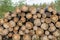 Logs drying in forest