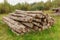 Logs for firewood drying in forest