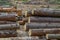 Logs firewood freshly packed in a pile two rows of pine trunks background