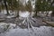 logs through a forest stream in a winter forest