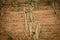 Logs and large portions of a tree cut down..,trunks of Cut Forest and Last Tree