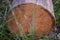 Logs lying in the grass as a background. logs in the grass. Sawed tree trunk. Closeup of cut logs