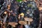 Logs with moss in forest. Freshly cut tree trunks, neatly stacked in forest, background of wet autumn timbers or logs