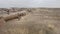 Logs - Petrified Forest National Park - Eroded landscape