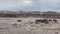 Logs - Petrified Forest National Park - Eroded landscape