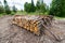 Logs in piles on the edge of the forest in the White Water Reserve in Pieniny