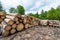 Logs in piles on the edge of the forest in the White Water Reserve in Pieniny