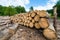 Logs in piles on the edge of the forest in the White Water Reserve in Pieniny