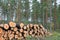 Logs in Pine Forest in Autumn