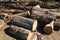 Logs ready to be cut into firewood.