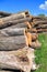 Logs - round assortment of forest product