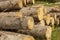 Logs at a sawmill. sawn coniferous trees piled in one pile. Poaching