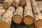 Logs at a sawmill. sawn coniferous trees piled in one pile. Poaching