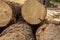 Logs at a sawmill. sawn coniferous trees piled in one pile. Poaching