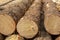 Logs at a sawmill. sawn coniferous trees piled in one pile. Poaching