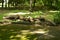 Logs of a sawn sick tree are piled on the grass in the park, Cleaning the park from old, sick trees